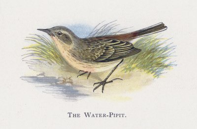 De Waterpieper door Alexander Francis Lydon